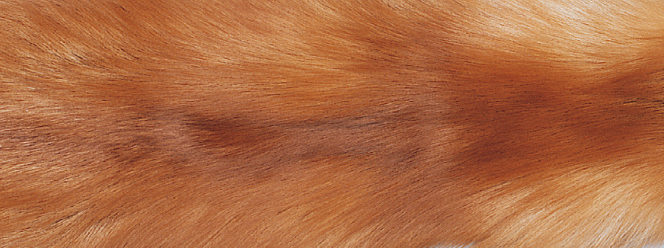 Tapete de Raposa | Parte de trás da caxemira | 70x230cm