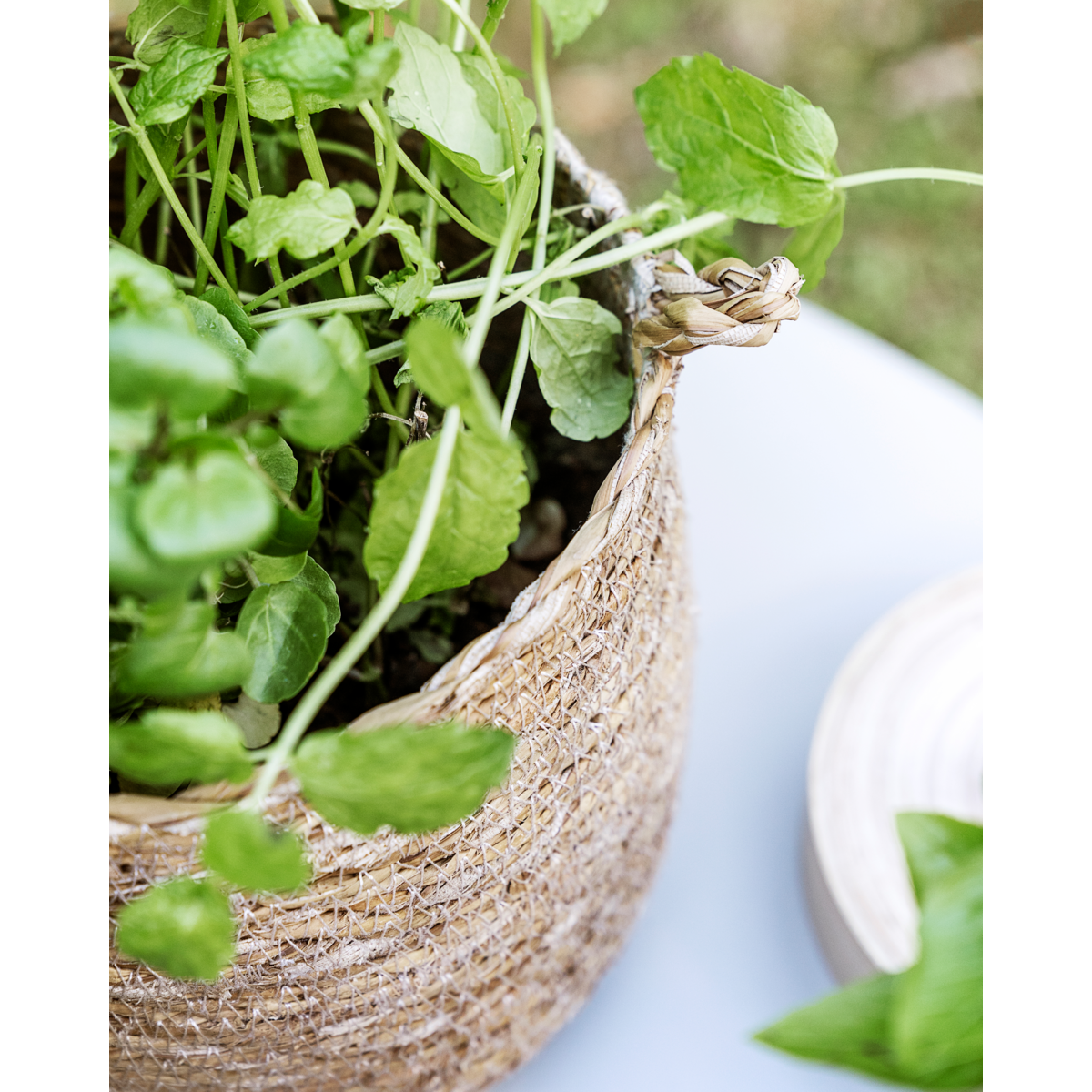 Cesta, hdhang, natureza