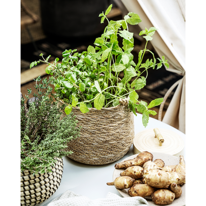 Cesta, hdhang, natureza