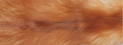 Cobertão da Fox | Volta da Caxemira |  70x230 cm