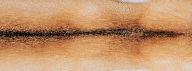 Xadrez | Caxemira, raposa | 130x200cm