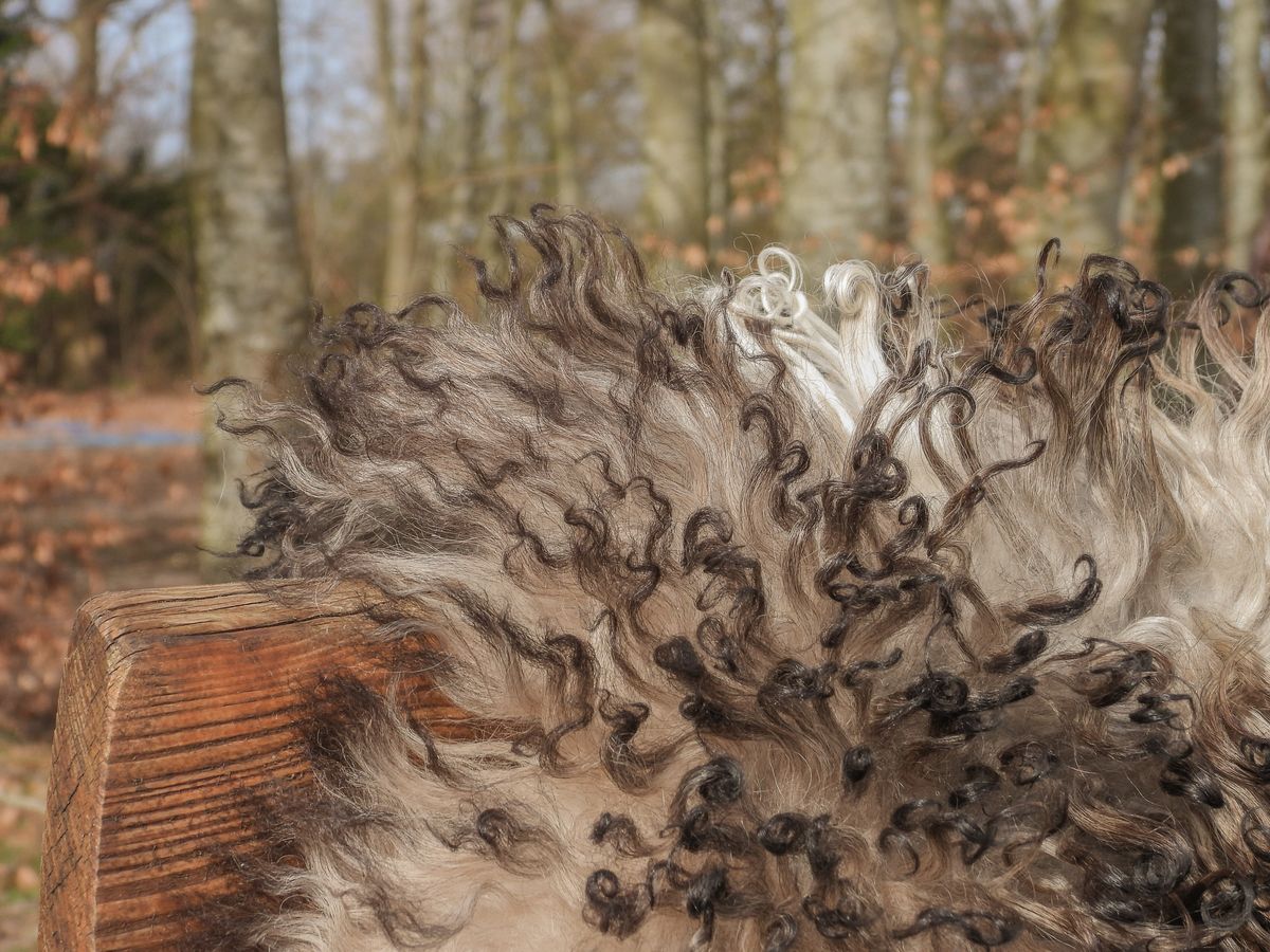 Pele de cordeiro | Encaracolado | Áustria | 90x60cm