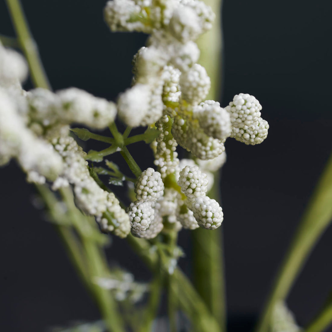 Médico da Casa - Flor, Gypsophila, White - L: 75 cm