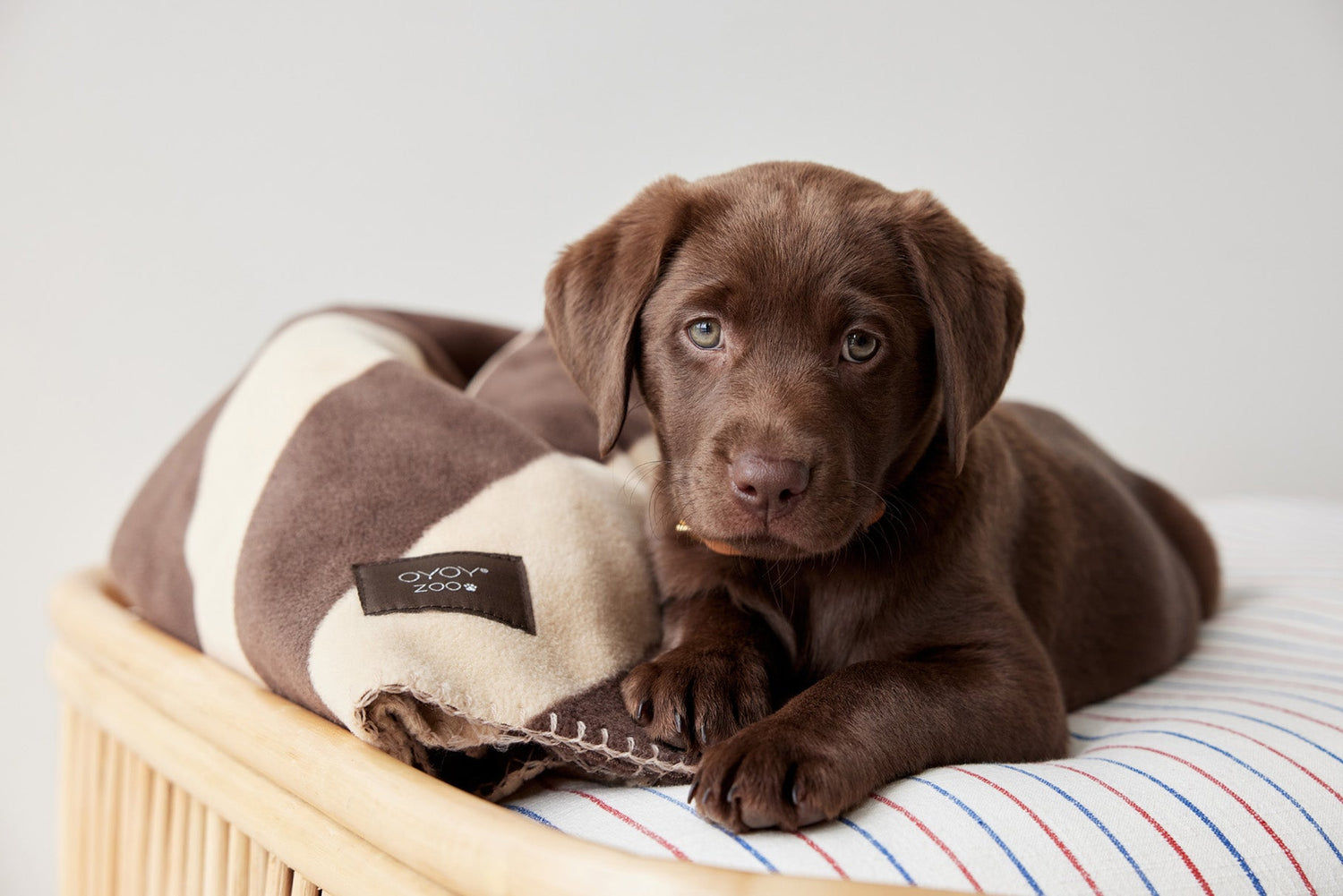 Oyoy Zoo Kaya Dog Clanta - grande