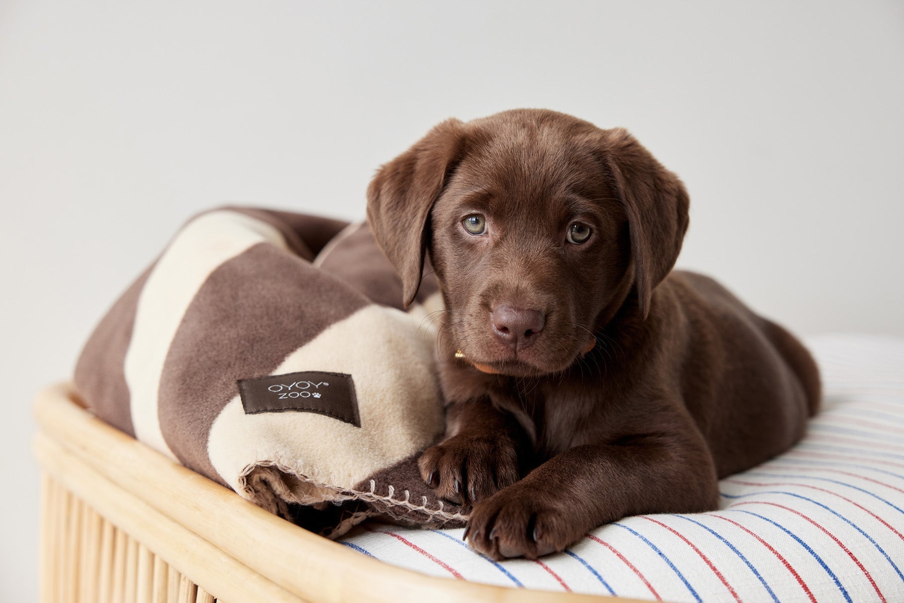 Oyoy Zoo Kaya Dog Clanta - Médio