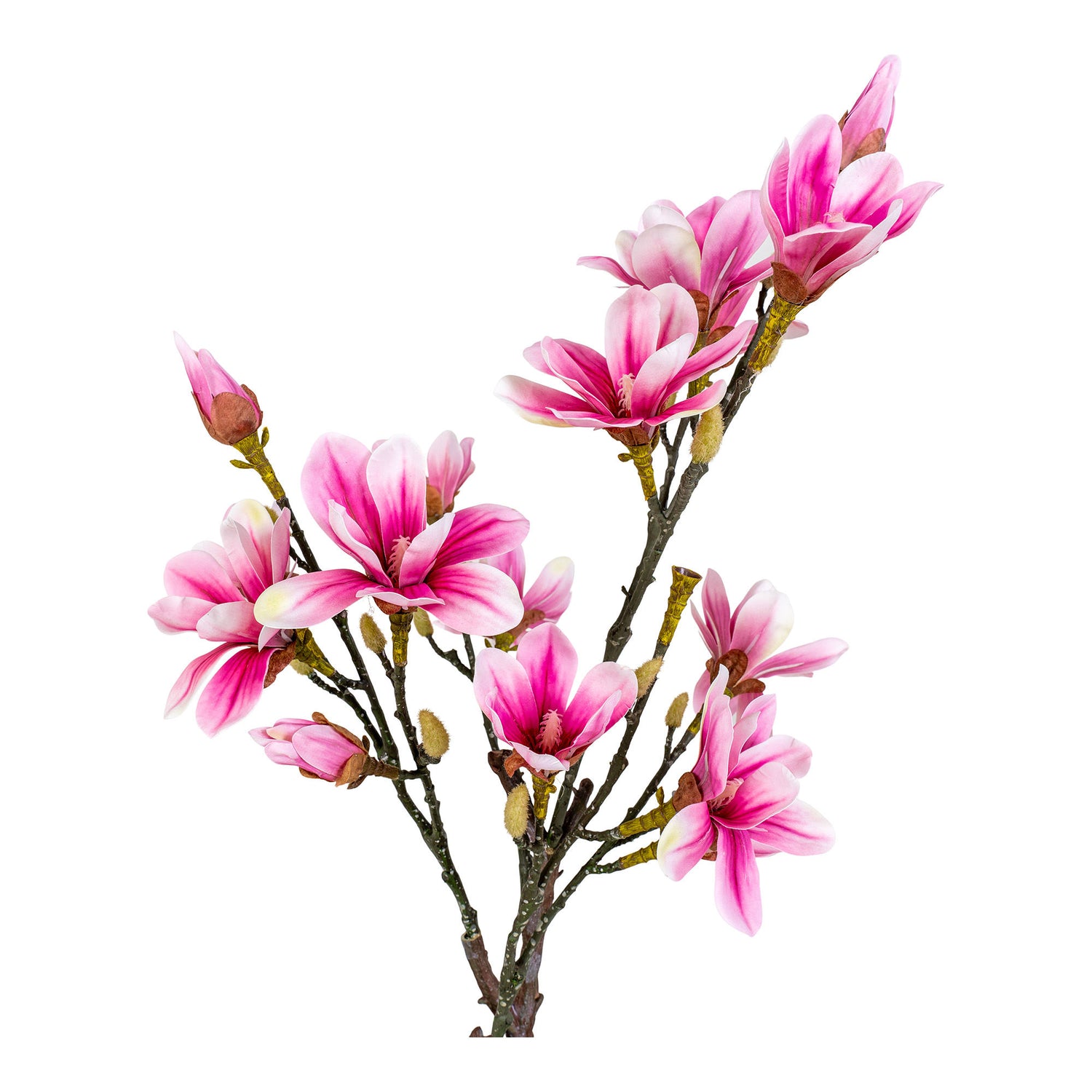 Magnoliat nórdico da casa