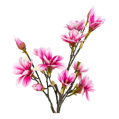 Magnoliat nórdico da casa